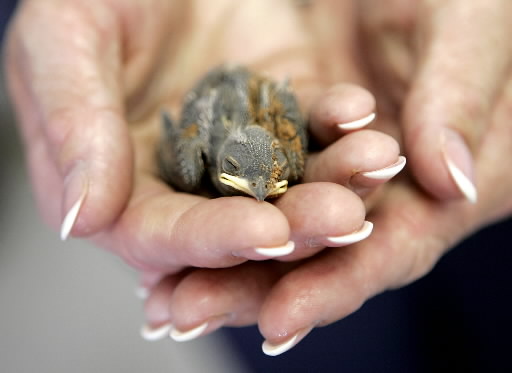 baby bird